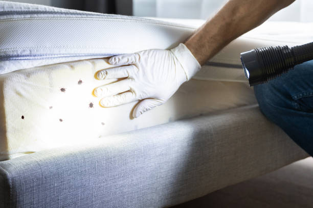 Best Bed Bug Extermination  in Haleiwa, HI